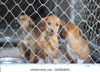 Several Sad Dog Puppies Locked In The Metal Cage. Homeless Dog Concept, Puppy Dogs Waiting In The Dog Shelter Behind The Cage