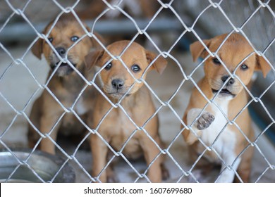 Several Sad Dog Puppies Locked In The Metal Cage. Homeless Dog Concept, Puppy Dogs Waiting In The Dog Shelter Behind The Cage