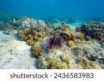 Several sea urchins with white and black spines move their spines merging into a lump at the bottom of the tropical warm waters of a coral reef