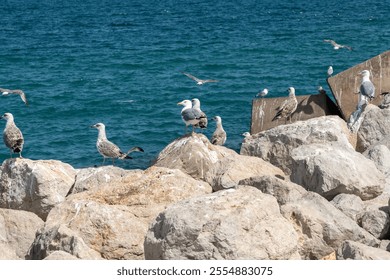 Several seagulls stand and sit on large rocks along the coast. In the background, the open sea with a clear blue sky. Some seagulls are in flight. - Powered by Shutterstock