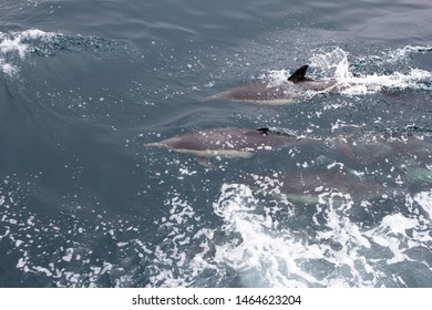 Several short beaked common dolphins swim in the ocean during a whale watching trip