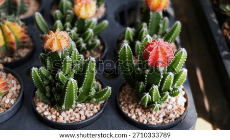 A several small potted cacti featuring vibrant, colorful red and orange moon cactus tops or grafted Gymnocalycium mihanovichii on green base plants with Hylocereus undatus.