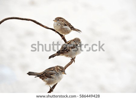 Similar – Image, Stock Photo sparrow riot Bird