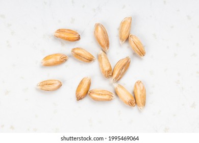 several spelt wheat grains close up on gray ceramic plate - Powered by Shutterstock