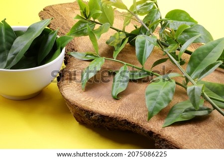 Several sprigs of fresh ora pro nobs herb and a white pot with green leaves. Natural panc food concept. Imagine de stoc © 