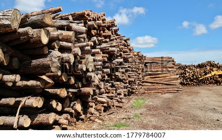 Several stacks of tree trunks under blue sky with clouds, waiting to be worked in a paper mill