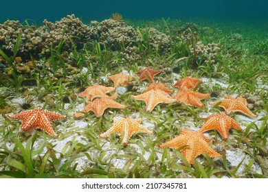 Several Starfish Underwater In The Sea (Cushion Sea Star, Oreaster Reticulatus) With Seagrass And Coral, Caribbean Sea