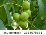 Several, still unripe, green fruits on a walnut tree in close-up