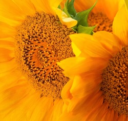 Several Sunflowers Close-up Outside The House