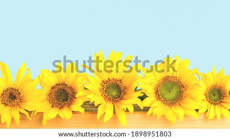 Several sunflowers in a row. Light Blue background. Copy space banner.