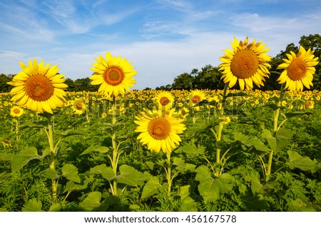 Several tall sunflowers with daisylike flower faces and bright yellow petals standing out above the rest in a large field in summer near Poolesville, Maryland at a public wildlife management park.
