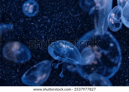 Several translucent jellyfish float gracefully in deep blue aquatic environment. They glow with soft blue and white hues, with delicate tentacles and bell-shaped bodies in serene underwater scene.