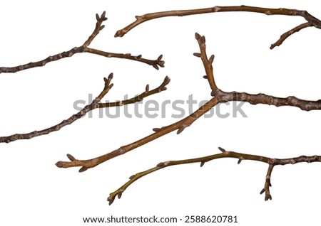 Several tree branches without leaves bundle isolated on white background
