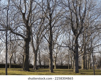 several trees without foliage during autumn