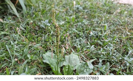 several types of wild grass that grow in the yards of residents' houses in a village