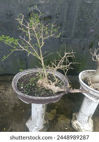 
Several very beautiful and interesting bonsai collections are very suitable as photography objects