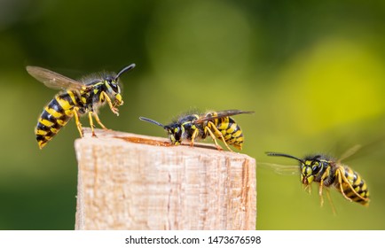 Several Wasps Have Flown To A Food Source. Concept Close-ups Of Insects.