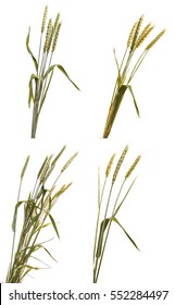 several wheat ears isolated on white background