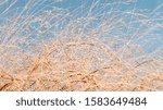 Several wheat fibers in the wind on a sunny day in Budapest.