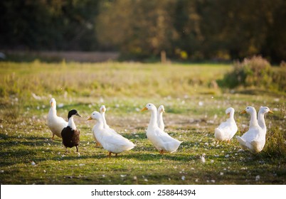 Several White Domestic Ducks On A Pond