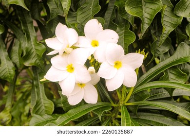 37 imágenes de Flor jasmim - Imágenes, fotos y vectores de stock |  Shutterstock