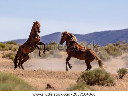 Several wild mustang horses fighting and playing in the Nevada deserts.