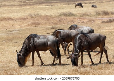 Several Wildebeest (Connochaetes Sp.) Grazing, Ngorongoro Crater, UNESCO World Heritage Site, Serengeti National Park, Tanzania