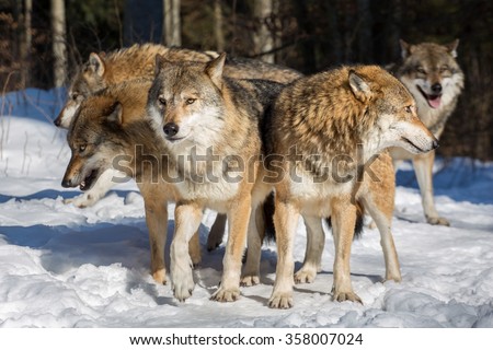 Several wolves standing together with their heads sticking into multiple directions in winter woods