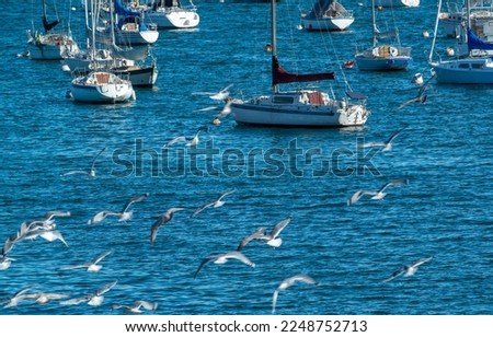 Several yachts in Monterey Bay, California. A flock of seagulls is in the foreground.