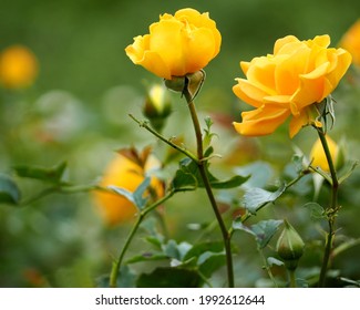 several yellow roses on the right in the garden with yellow roses. side view. bouquet