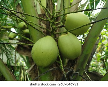 Several young coconuts still hanging on the tree with green color and smooth and oval surface. The dried coconut flower stalks and fibers are still visible attached around it.