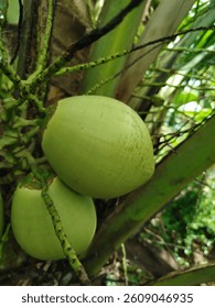 Several young coconuts still hanging on the tree with green color and smooth and oval surface. The dried coconut flower stalks and fibers are still visible attached around it.