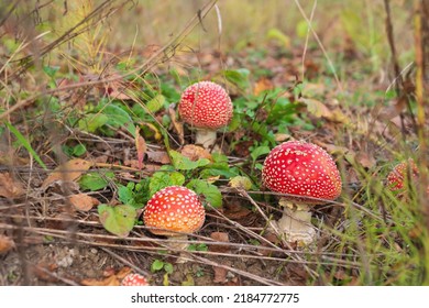 Several young red fly agarics grew up in the grass - Shutterstock ID 2184772775