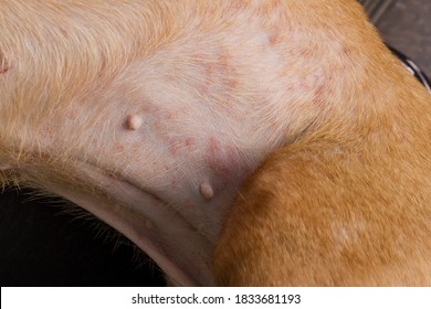 What does a flea bite look like on dog