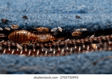 Severe Bed Bug Infestation Macro Detail