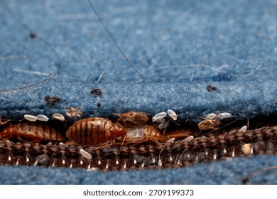 Severe Bed Bug infestation - macro