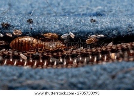 Severe Bed Bug Infestation Macro Detail