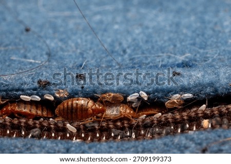 Severe Bed Bug infestation - macro