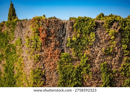 Severe damage to a thuja hedge in spring