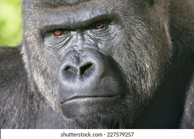 severe-face-silverback-family-leader-260nw-227579257.jpg