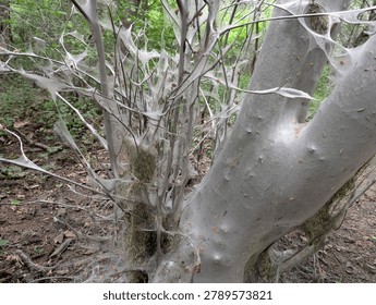 Severe forest devastation: A tree trunk and branches completely encased in thick communal silk webs spun by thousands of ermine moth caterpillars (Yponomeuta spp.).