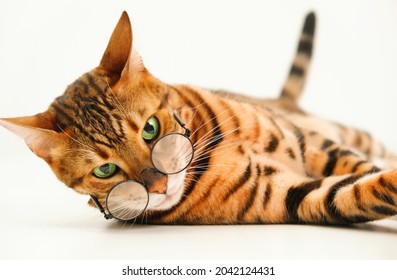 Severe Look Ginger Bengal Cat Wearing Eye Glasses Looking At Camera Lying On White Background,isolated.Pet Bad Eyesight Concept Or Strict School Professor Or Animal And Humor Idea. Close-up Shot.