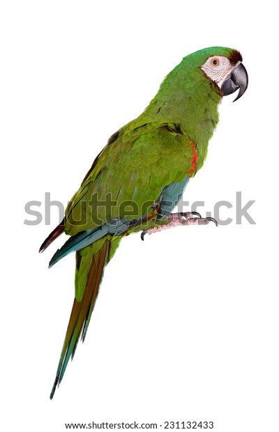 Severe Macaw Chestnut Fronted Macaw Isolated Stock Photo Edit Now 231132433,Gretsch G9520e Gin Rickey