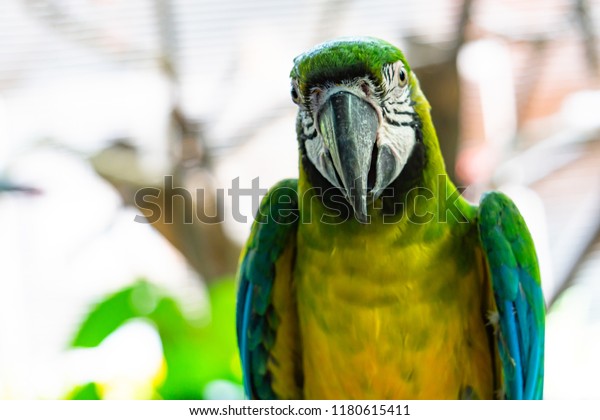 Severe Macaw Parrotclose Chestnut Fronted Macaw Stock Photo Edit Now 1180615411,Woodpecker Types