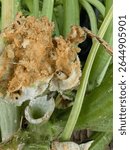 Severe squash stem damage caused by squash vine borer larvae, revealing internal rot and frass inside a hollowed-out zucchini base an alarming sign for gardeners and crop protection educators.