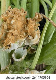 Severe squash stem damage caused by squash vine borer larvae, revealing internal rot and frass inside a hollowed-out zucchini base an alarming sign for gardeners and crop protection educators.