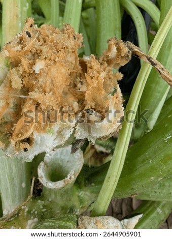 Severe squash stem damage caused by squash vine borer larvae, revealing internal rot and frass inside a hollowed-out zucchini base an alarming sign for gardeners and crop protection educators.