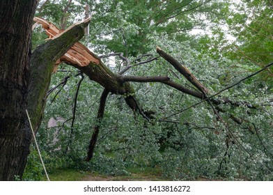 Severe Storm Damage To Residential Neighborhood Tree.