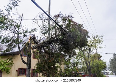A severed tree is caught in overhead power lines in a residential street after a severe storm with gale winds. Property damage and insurance concept.