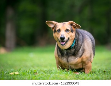 A severely overweight Welsh Corgi mixed breed dog with floppy ears standing outdoors